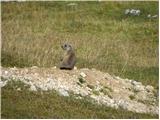 Rifugio Pederü - Piz dles Conturines